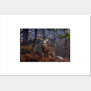 Buck on ridge - White-tailed Deer Posters and Art